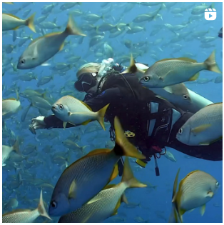"SSI scuba diver course in tropical waters"