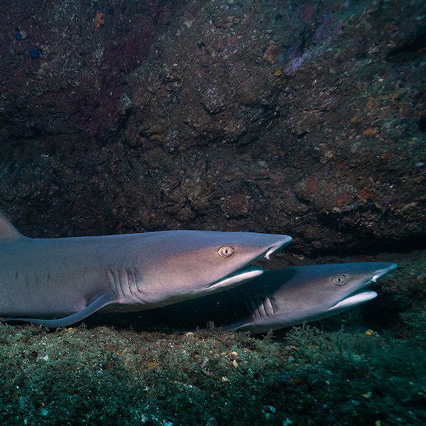 Shark Diving Costa Rica Guanacaste