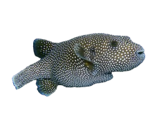 Pufferfish Costa Rica