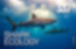 Shark Ecology Course in Costa Rica