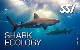 Shark Ecology Course