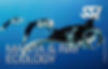 Manta & Ray Ecology Course in Costa Rica