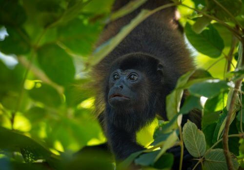 Monkey.jpg