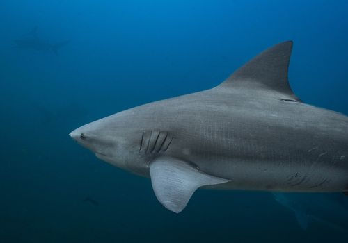 Bullshark in Costa Rica