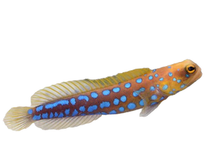 Blenny & Goby | Fish ID - Costa Rica