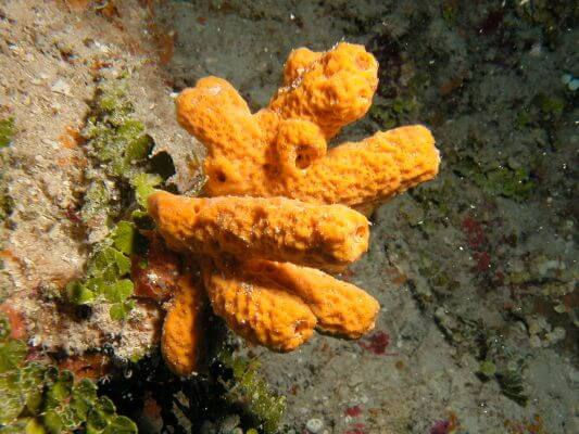 
ChatGPT
The Orange Tree Sponge, belonging to the family Axinellidae, is a stunning marine invertebrate found in tropical and subtropical oceans worldwide. Its intricate branching structure resembles a tree, with vibrant orange coloration that adds to its allure. As filter feeders, they play a crucial role in marine ecosystems by purifying water and providing habitat for various organisms. Despite their ecological importance, Orange Tree Sponges are vulnerable to habitat destruction and pollution.