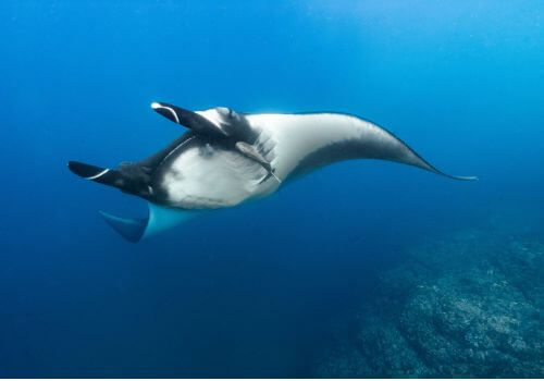 Oceanic Manta Ray in Costa Rica