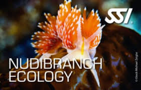 Nudibranch Ecology Course
