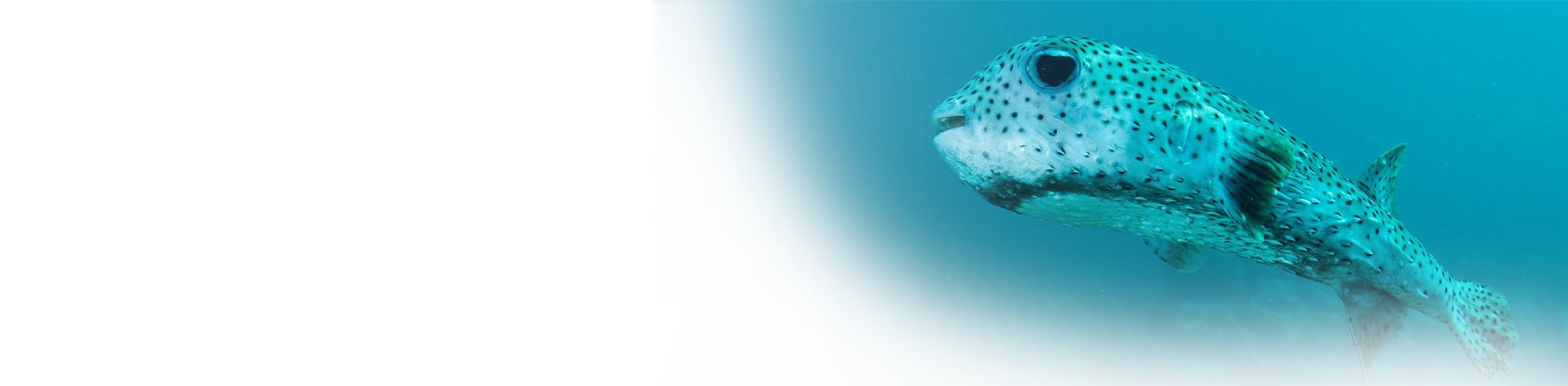 Puffer fish Costa Rica