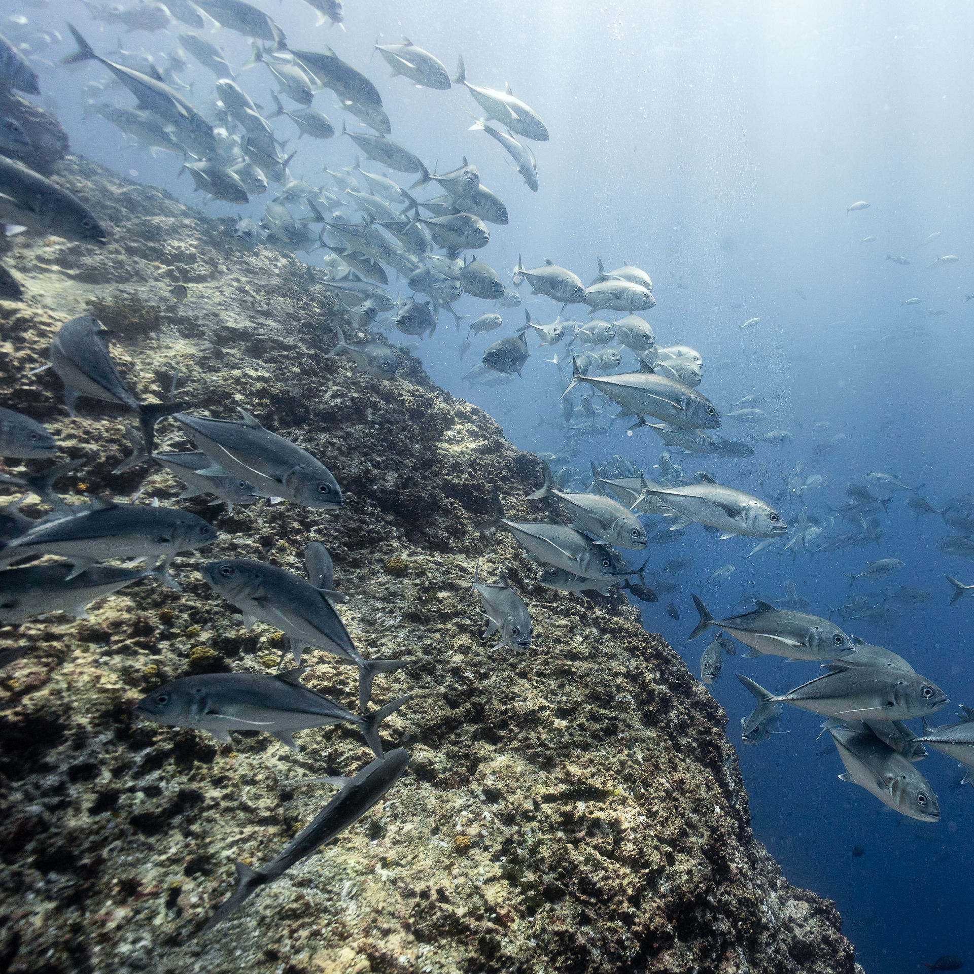 Large school of fish in costa rica