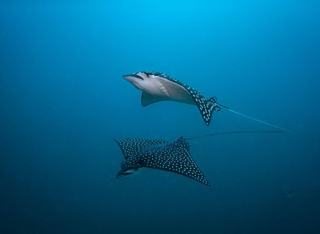 Two spotted eagle rays Costa Rica