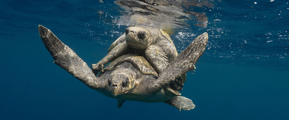 Marine Life You Can See While Snorkeling in Costa Rica, Gulf of Papagayo