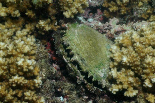 Invertebrate Identification Quiz Costa Rica - North Eastern Pacific - Rich Coast Diving