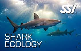 SSI Shark Ecology Specialty Course