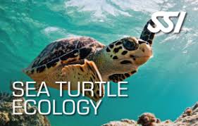 SSI Sea Turtle Ecology Specialty Course