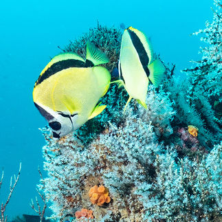 Yellow butterfly fish with soft coral back ground