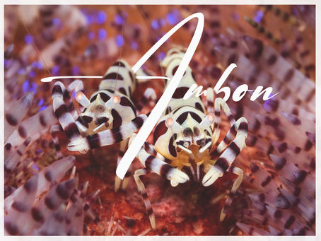 Underwater Photo Competition in Ambon