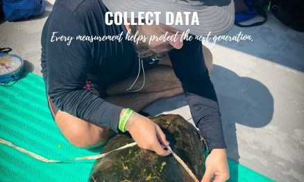 ea turtle data collection in costa rica