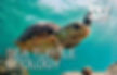 Sea turtle Ecology Course in Costa Rica