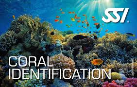 SSI Coral Identification Specialty Course