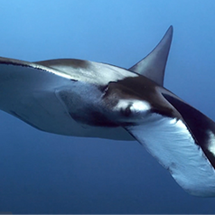 Mantas Gigantes: Una Aventura de Buceo en las Islas Catalinas de Costa Rica