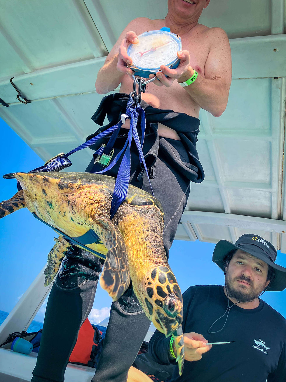 Hawksbill turtle costa rica weighing