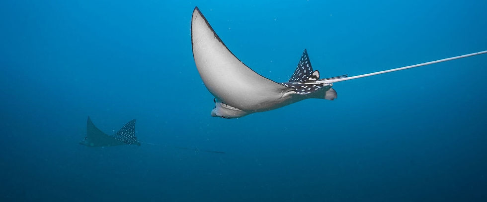 Eagle Rays in Guanacaste