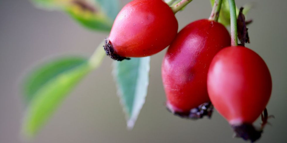 rosehips