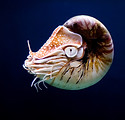 Nautilus Shell