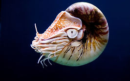 Coquillage