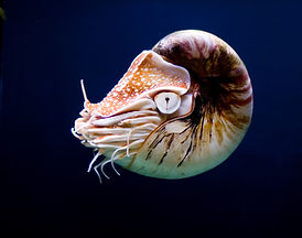 Coquillage