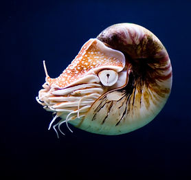 Nautilus Shell