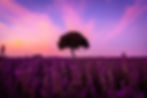 silhouette-of-a-tree-at-sunset-in-a-lavender-field-2024-12-10-02-37-57-utc.jpg