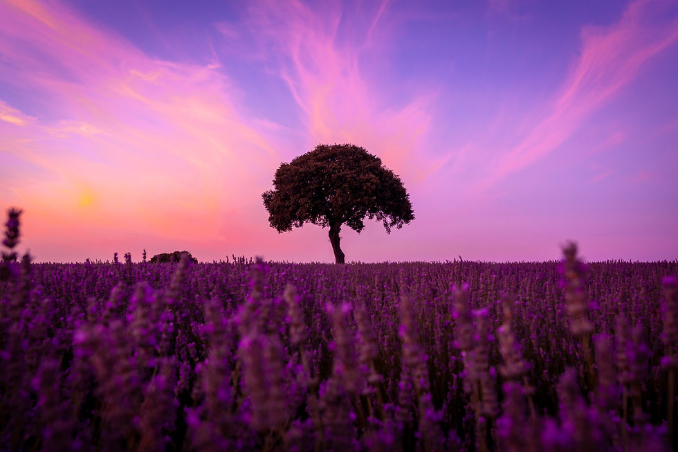 silhouette-of-a-tree-at-sunset-in-a-lavender-field-2024-12-10-02-37-57-utc.jpg