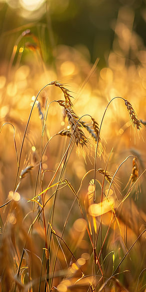 wheat-whispers-rustling-fields-countryside.jpg