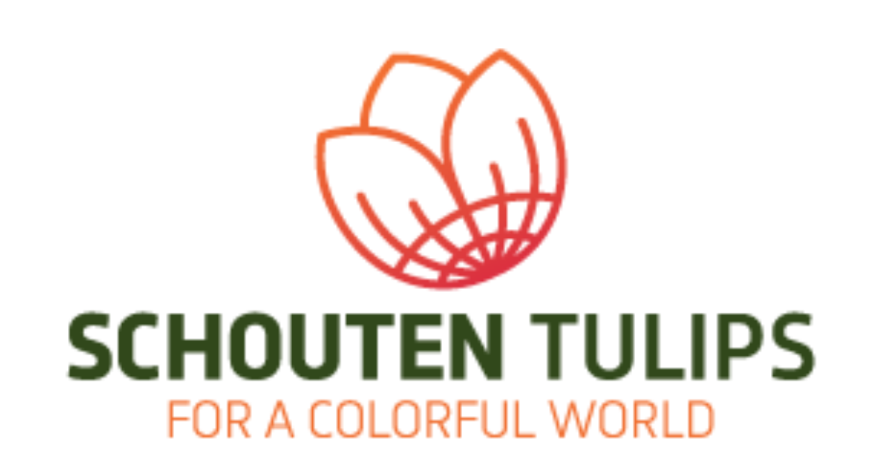 Schouten Tulips
