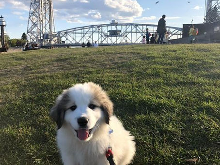 @harrydoesduluth A Duluth Dog doing Duluth Things!