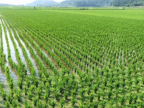Why Invest in Nigeria's Agribusiness Sector