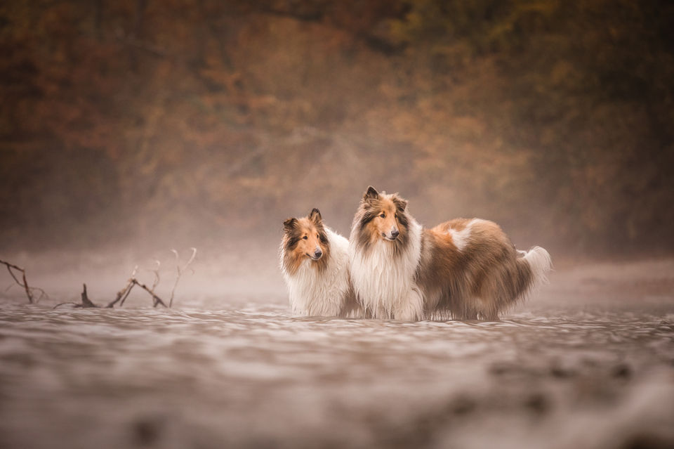 Hundefoto vom Hundefotograf Schweiz