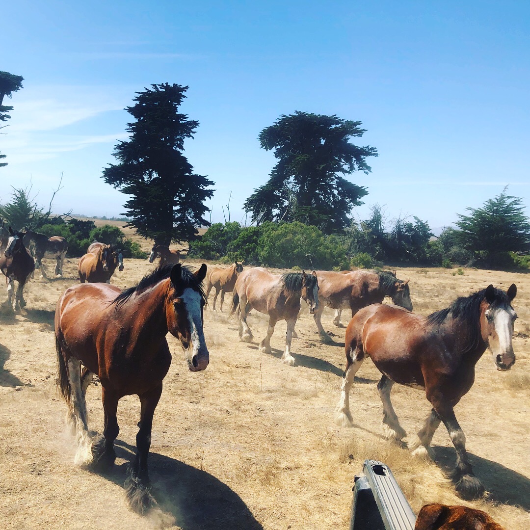 Home Covell Ranch Clydesdale Horses