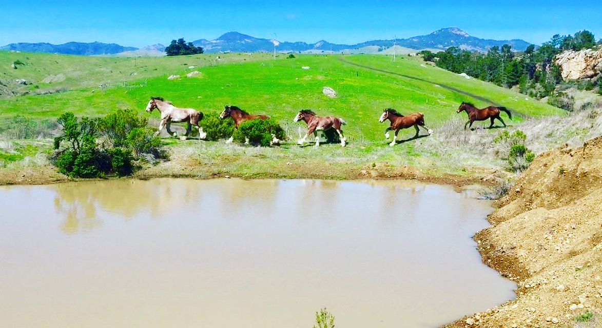Home | Covell Ranch: Clydesdale Horses