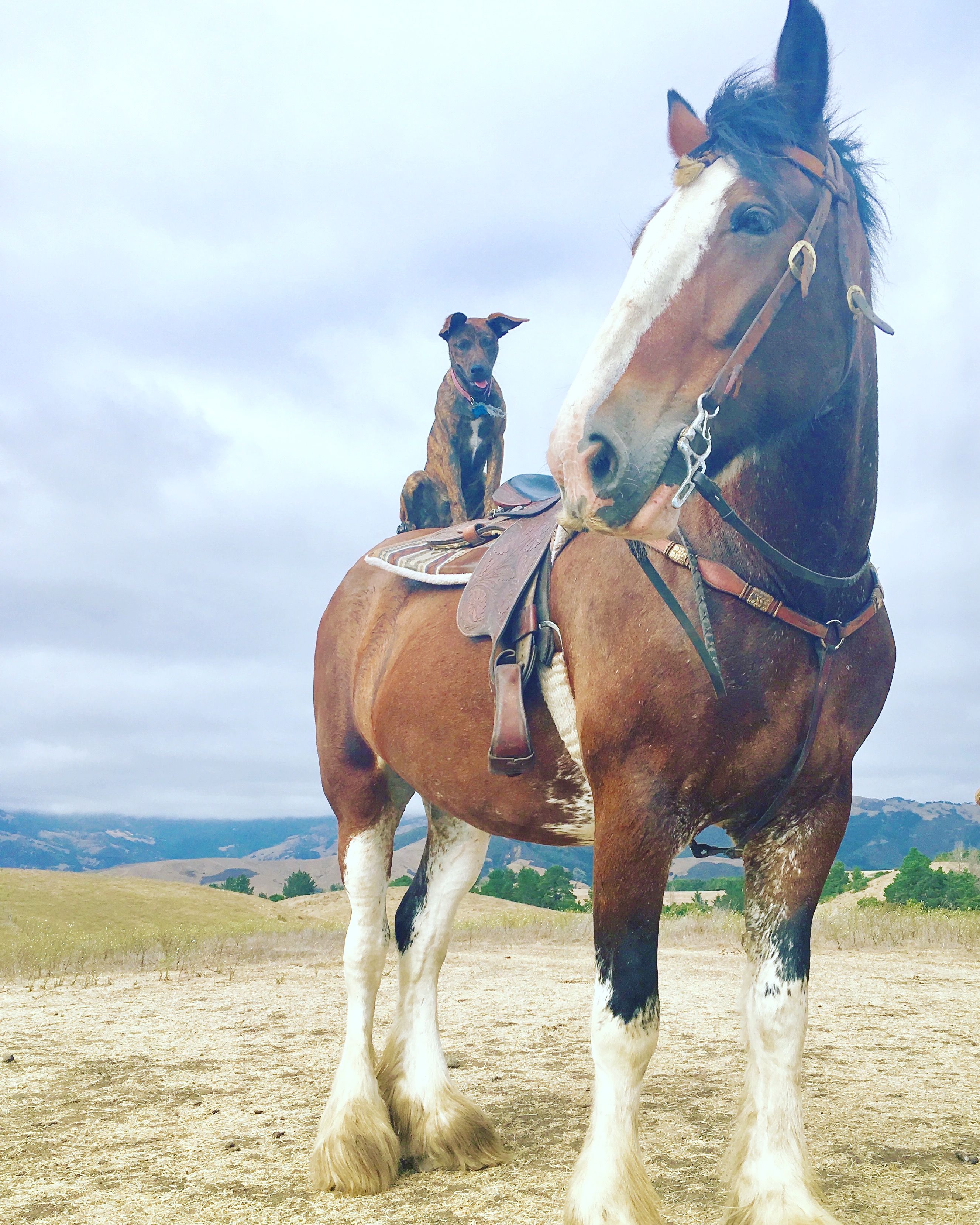 Home | Covell Ranch: Clydesdale Horses