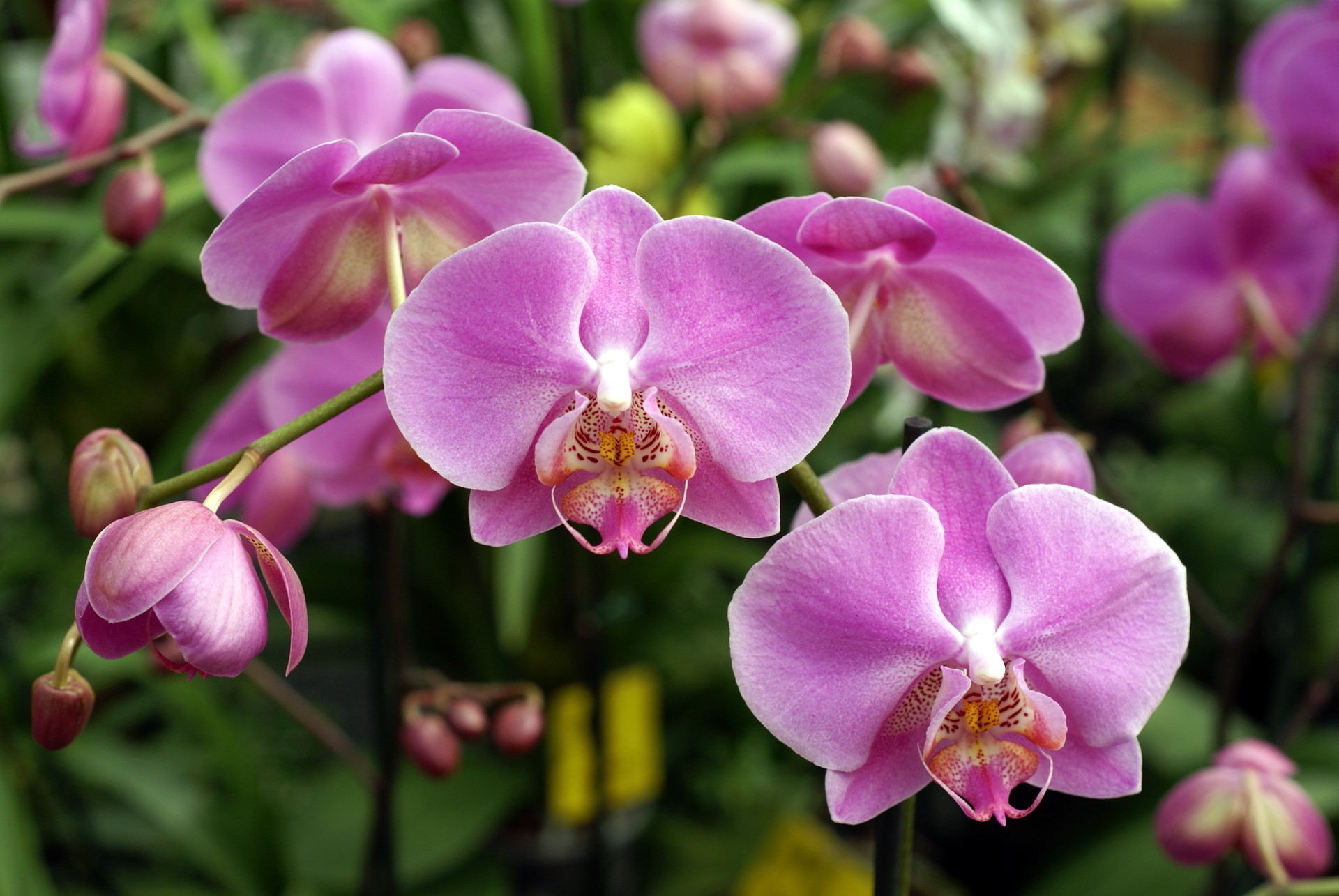 Hanbury Orchids