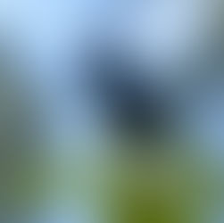 Aviturismo, una alternativa que busca proteger la fauna 