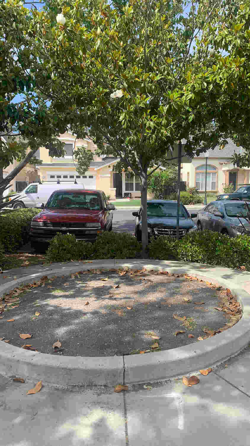 Original unmanaged area in the park