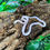 Thumbnail: Snow Striped Corn Snake