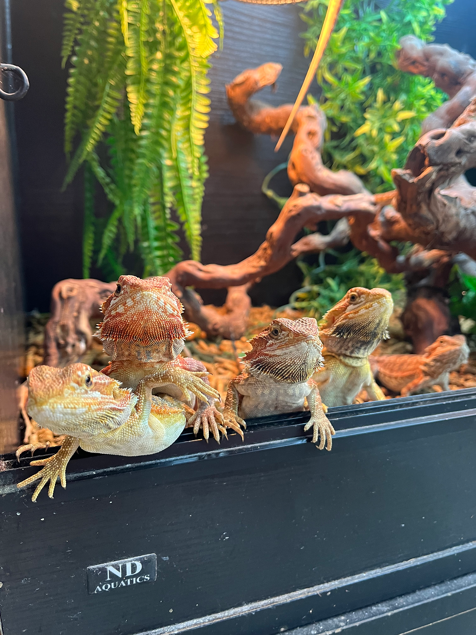 high-end Bearded Dragons