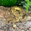 Thumbnail: Pastel Clown Poss Motley YB Royal Python