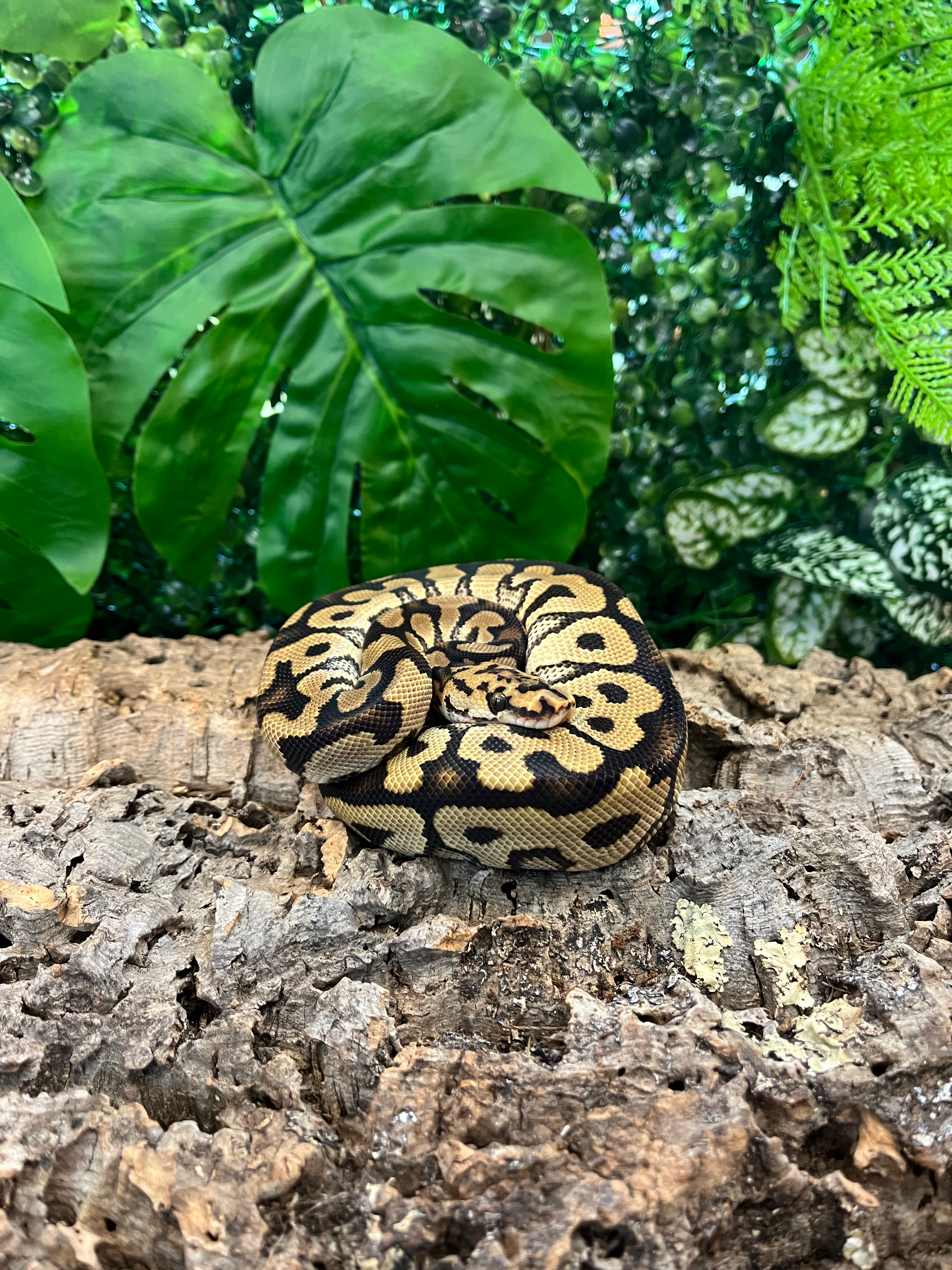 Spotnose Clown Royal Python