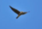 CSC_0068